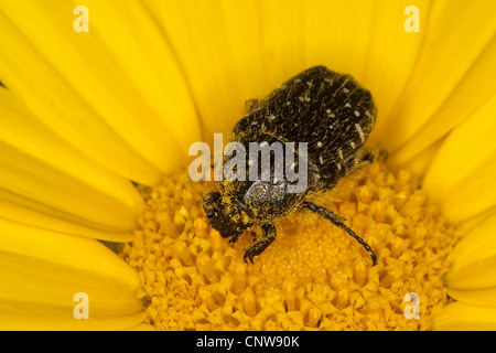 Trauer-Rosenkaefer (Oxythyrea Funesta), auf einer Blume ein Gänseblümchen Stockfoto