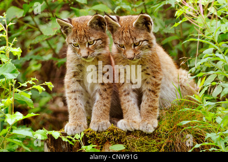 Eurasischer Luchs (Lynx Lynx), zwei junge Luchse beobachten eine Maus, Deutschland Stockfoto