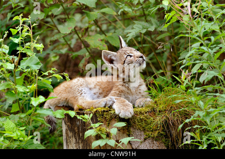 Eurasischer Luchs (Lynx Lynx), pup beobachten eines Vogels, Deutschland Stockfoto