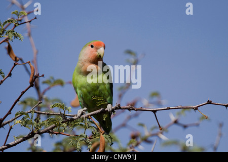 Pfirsich-faced Lovebird (Agapornis Roseicollis), auf einem Ast, Namibia Stockfoto