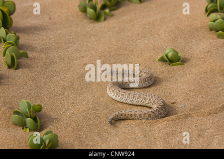 Die Peringuey Viper, Wüste vorwärtsschlängelnden Viper, Peringuey Addierer (Bitis Peringueyi), schleicht sich Sanddünen, Namibia, Swakopmund Stockfoto