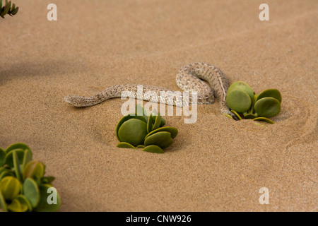 Die Peringuey Viper, Wüste vorwärtsschlängelnden Viper, Peringuey Addierer (Bitis Peringueyi), schleicht sich Sanddünen, Namibia, Swakopmund Stockfoto