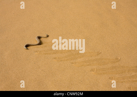 Die Peringuey Viper, Wüste vorwärtsschlängelnden Viper, Peringuey Addierer (Bitis Peringueyi), schleicht sich Sanddünen, Namibia, Swakopmund Stockfoto