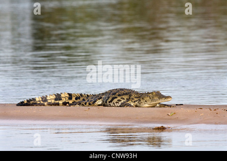 Nil-Krokodil (Crocodylus Niloticus), ruht auf einer Sandbank am Kawango River, Namibia, Mahango Nationalpark Stockfoto