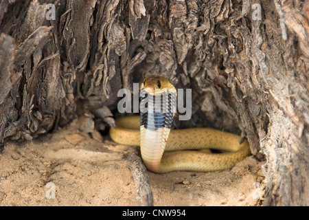 Cape Cobra, gelbe Kobra (Naja Nivea), Jugendliche in Verteidigung Haltung, Südafrika, Kalahari Gemsbok National Park Stockfoto