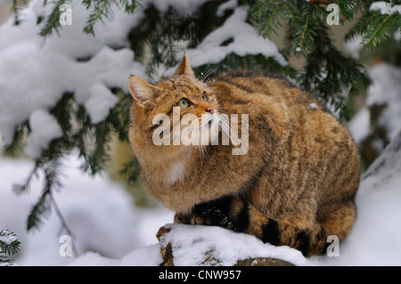 Europäische Wildkatze, Wald Wildkatze (Felis Silvestris Silvestris), sitzen unter einer Fichte im Schnee, Deutschland Stockfoto