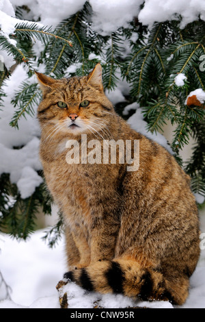 Europäische Wildkatze, Wald Wildkatze (Felis Silvestris Silvestris), sitzen unter einer Fichte im Schnee, Deutschland Stockfoto