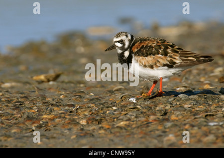 Ruddy Steinwälzer (Arenaria Interpres), männliche auf einer Muschel Bett, Niederlande, Texel Stockfoto