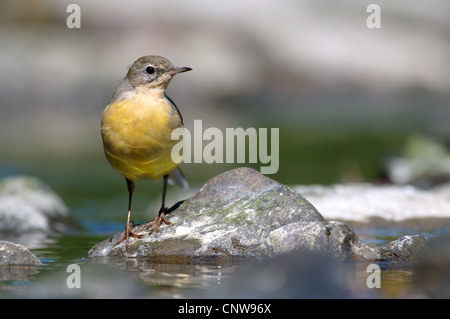 Gebirgsstelze (Motacilla Cinerea), Weiblich, sitzt auf einem Stein im Wasser, Deutschland, Rheinland-Pfalz, Sieg, Betzdorf Stockfoto