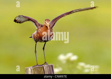 Uferschnepfe (Limosa Limosa), ausziehen, Niederlande, Texel Stockfoto