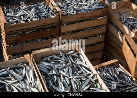 Fangfrischen Fisch in Kisten Stockfoto