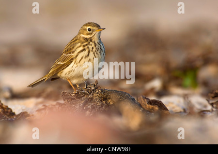 Wiese Pitpit (Anthus Pratensis), am Strand, Deutschland, Schleswig-Holstein, Helgoland Stockfoto