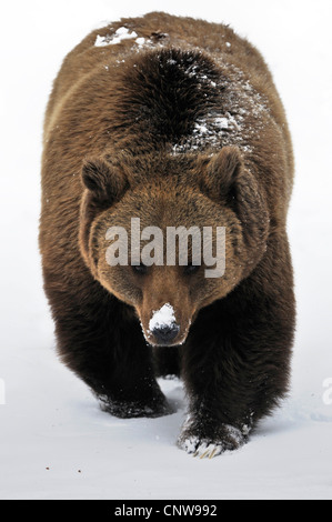 Braunbär (Ursus Arctos), zu Fuß durch den Schnee, Deutschland Stockfoto