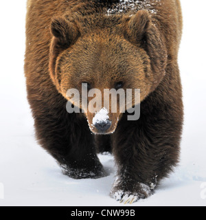 Braunbär (Ursus Arctos), zu Fuß durch den Schnee, Deutschland Stockfoto