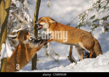 Rotfuchs (Vulpes Vulpes), zwei Jugendliche spielen gemeinsam im Schnee, Deutschland Stockfoto