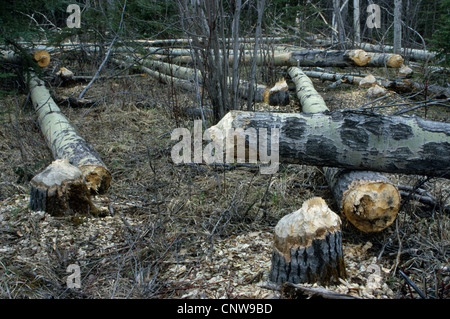 Nordamerikanische Biber, kanadische Biber (Castor Canadensis), Pappel Trunks Schnitt durch ein Biber, Jasper Nationalpark, Rocky Mountains, Alberta, Kanada Stockfoto