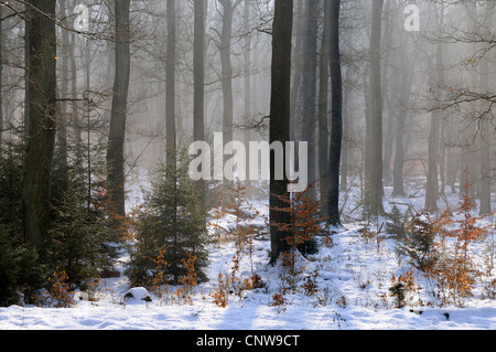 sonnendurchfluteten Mischwald mit Schnee bedeckten Boden Auftauen, Deutschland, Nordrhein-Westfalen, Sauerland Stockfoto