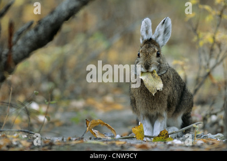 Schneeschuh-Hase, Varying Hase (Lepus Americanus), Fütterung verlässt, USA, Alaska, Denali Nationalpark Stockfoto