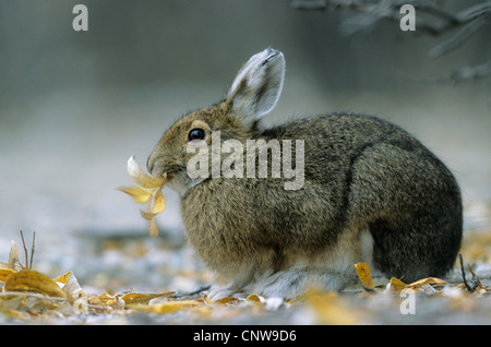 Schneeschuh-Hase, Varying Hase (Lepus Americanus), Fütterung verlässt, USA, Alaska, Denali Nationalpark Stockfoto