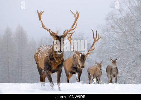 Rothirsch (Cervus Elaphus), zwei Bullen und zwei Hirschkühe auf einer schneebedeckten Wiese in der Nähe eines Waldes, Deutschland, Nordrhein-Westfalen, Sauerland Stockfoto