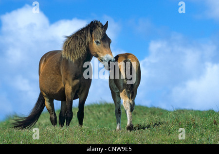 Exmoor Pony (Equus Przewalskii F. Caballus), Hengst und Fohlen, Niederlande, Texel Stockfoto