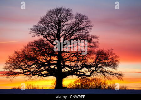 Eiche und bunten Himmel in der Abenddämmerung in Råde Kommune, Østfold Fylke, Norwegen. Stockfoto