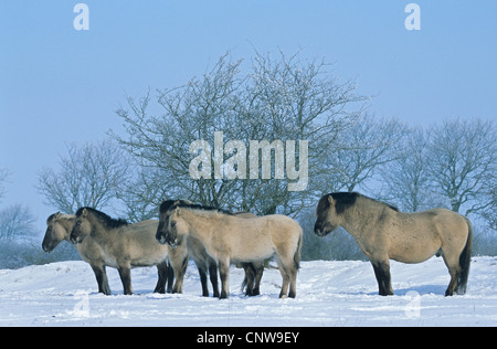 Konik-Pferd (Equus Przewalskii F. Caballus), Hengst, Stuten und Fohlen stehen im Schnee im Winter, Deutschland, Schleswig-Holstein Stockfoto