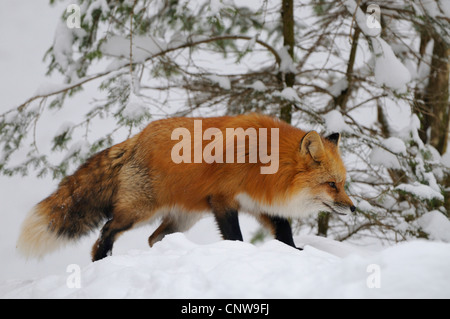 Rotfuchs (Vulpes Vulpes), im Schnee auf den Feed, Deutschland Stockfoto