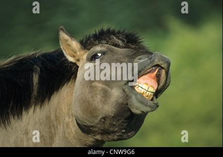 Konik-Pferd (Equus Przewalskii F. Caballus), Hengst, Deutschland, Schleswig-Holstein Stockfoto