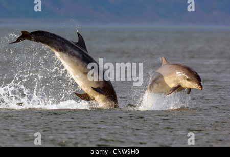 Bottlenosed Delphin, gemeiner Flasche – Nosed Delfin (Tursiops Truncatus), zwei Personen springen aus dem Wasser, Großbritannien, Schottland, Chanonry Point Stockfoto