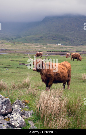 Schottische Hochlandrinder (Bos Primigenius F. Taurus), Herde auf einer Wiese auf der Isle of Mull, Großbritannien, Schottland, Isle of Mull Stockfoto