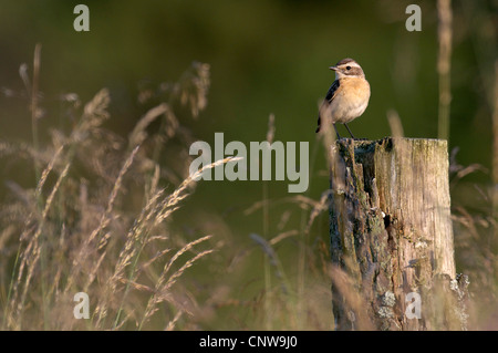 Braunkehlchen (Saxicola Rubetra), sitzt auf einem Baumstumpf auf einer Wiese, Deutschland, Nordrhein-Westfalen Stockfoto