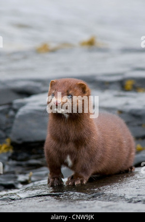 Amerikanischer Nerz (Mustela Vison), am Ufer, Großbritannien, Schottland, Isle of Mull Stockfoto