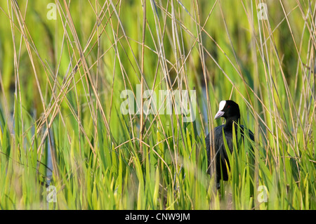 schwarzen Blässhuhn (Fulica Atra), stehend auf einer Wiese, Niederlande, Texel Stockfoto