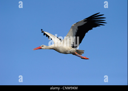 Weißstorch (Ciconia Ciconia), Erwachsenen fliegen, Deutschland Stockfoto