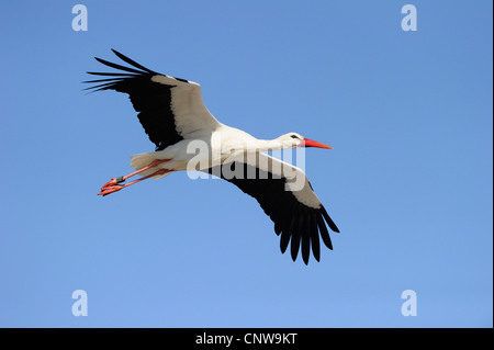 Weißstorch (Ciconia Ciconia), Erwachsenen fliegen, Deutschland Stockfoto