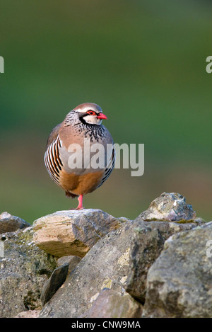 Rothuhn (Alectoris Rufa), steht auf einem Stein auf einem Bein, Großbritannien, Schottland, Islay Stockfoto