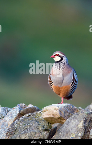 Rothuhn (Alectoris Rufa), steht auf einem Stein auf einem Bein, Großbritannien, Schottland, Islay Stockfoto