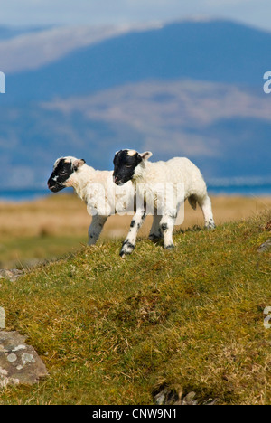 Hausschaf (Ovis Ammon F. Aries), schottische Blackface Lämmer, Großbritannien, Schottland, Isle of Mull Stockfoto