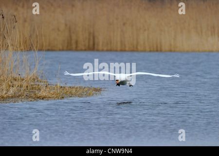 Höckerschwan (Cygnus Olor), Erwachsene Landung im Wasser, Deutschland Stockfoto