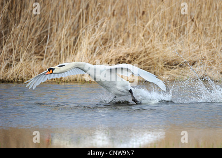 Höckerschwan (Cygnus Olor), beginnend auf einer Wasseroberfläche, Deutschland Stockfoto