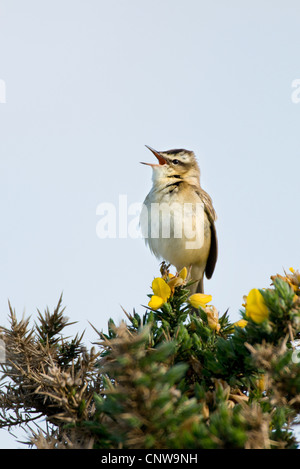 Schilfrohrsänger (Acrocephalus Schoenobaenus), singend auf einem Besen Strauch, Großbritannien, Schottland, Islay Stockfoto