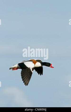 gemeinsamen Brandgans (Tadorna Tadorna), im Flug, Großbritannien, Schottland, Isle of Mull Stockfoto