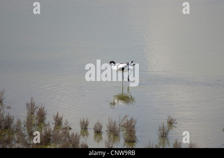 PIED AVOCET UK Stockfoto