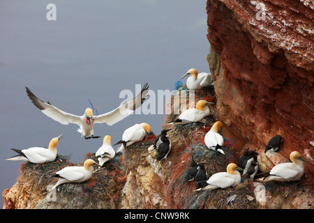 Basstölpel (Sula Bassana, Morus Bassanus), Brutkolonie, Deutschland, Helgoland Stockfoto