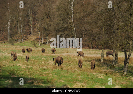 Europäische Bison, Wisent (Bison Bonasus), Herde in einer Wiese, umgeben von Wald, Deutschland Stockfoto