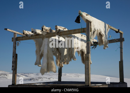 Eisbär (Ursus Maritimus), der Haut hängen zum Trocknen, Grönland, Ostgroenland, Tunu, Kalaallit Nunaat, Scoresbysund, Kangertittivag, Ittoqqortoormiit Stockfoto