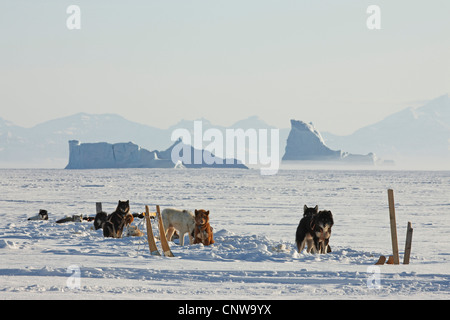 Grönlandhund (Canis Lupus F. Familiaris), Hund Schlitten in verschneiter Landschaft, Grönland, Ostgroenland, Tunu, Kalaallit Nunaat, Scoresbysund, Kangertittivag, Ittoqqortoormiit Stockfoto