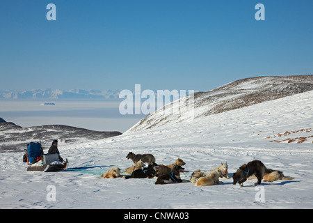 Grönlandhund (Canis Lupus F. Familiaris), Hundeschlitten, Ruhe, Blick auf Scoresbysund, Grönland, Ostgroenland, Tunu, Kalaallit Nunaat, Scoresbysund, Kangertittivag, Ittoqqortoormiit Stockfoto