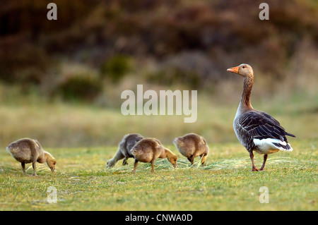 Graugans (Anser Anser), Erwachsene mit Jungtieren grasen auf einer Wiese, Niederlande, Texel, Niederlande, Texel Stockfoto